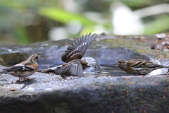 161130-40やっぱり喧嘩？（２／３）