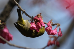 170222-10カンピザクラの蜜を吸うメジロ