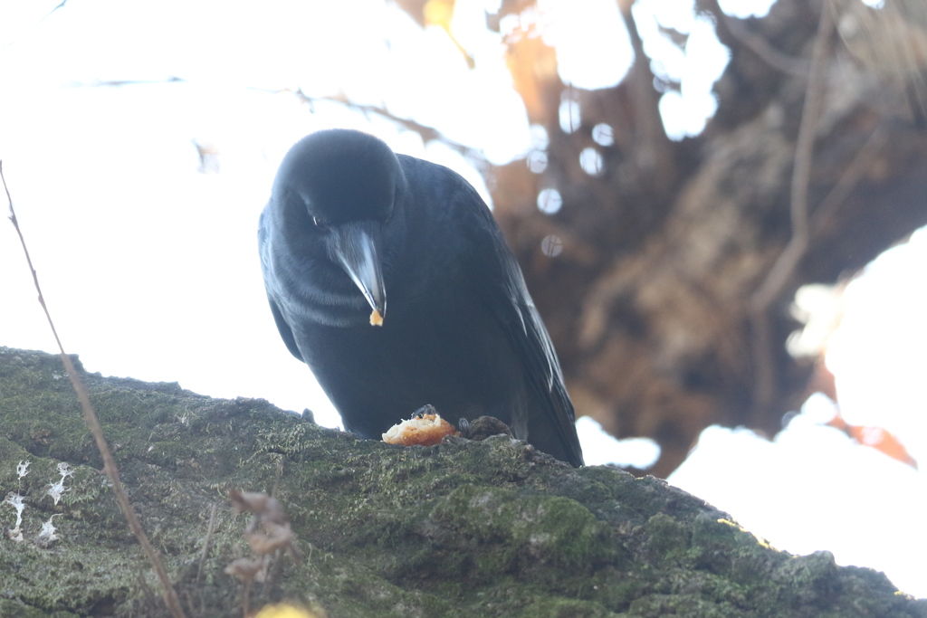 170105-5柿を食べるカラス