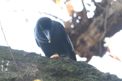 170105-5柿を食べるカラス
