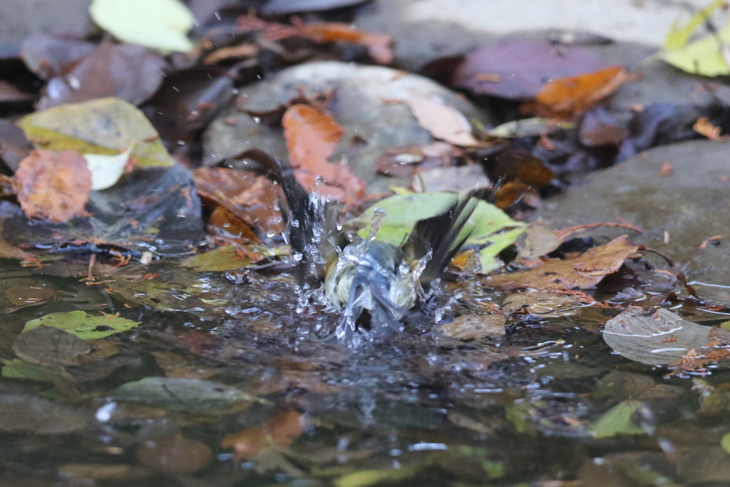 161130-7ルリビタキのお嬢さんのご入浴