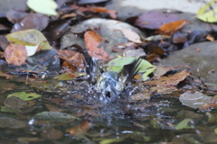 161130-7ルリビタキのお嬢さんのご入浴