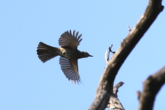 161118-7ヒヨドリ