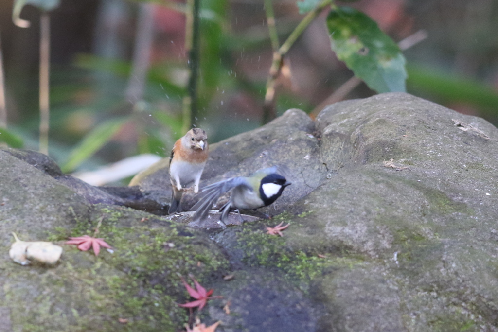 161218-14アトリ(左)とシジュウカラ