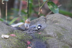 161218-14アトリ(左)とシジュウカラ