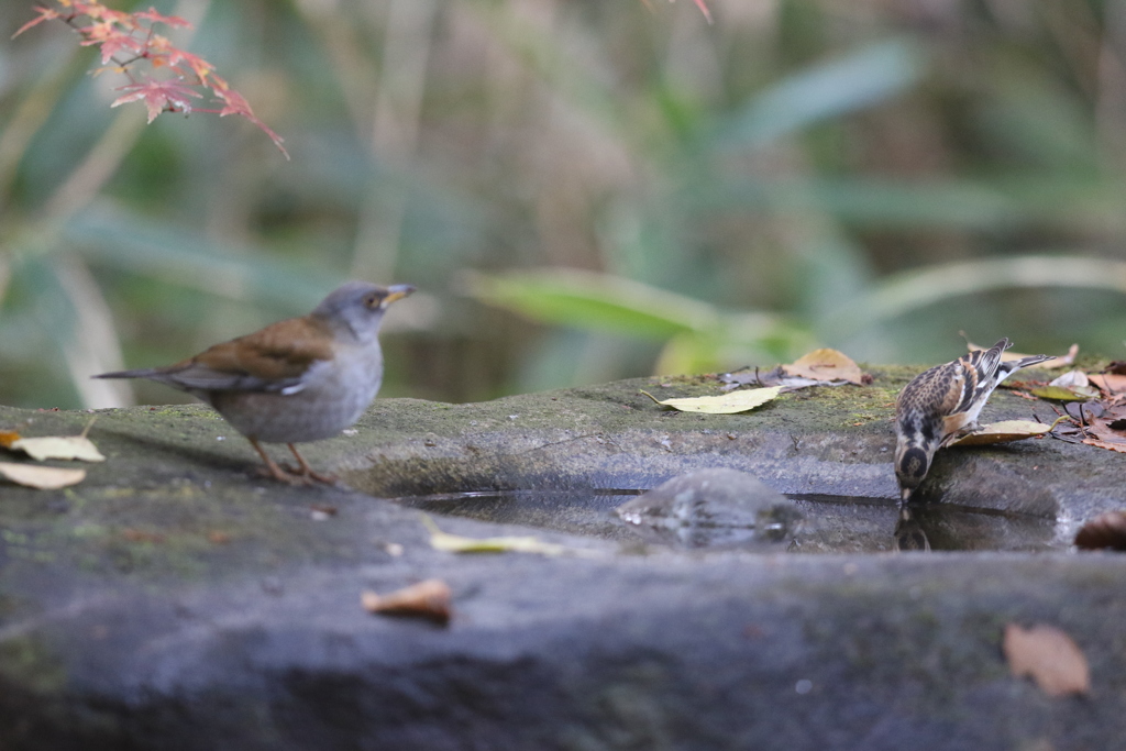 161206-6シロハラがいても水を飲むアトリ