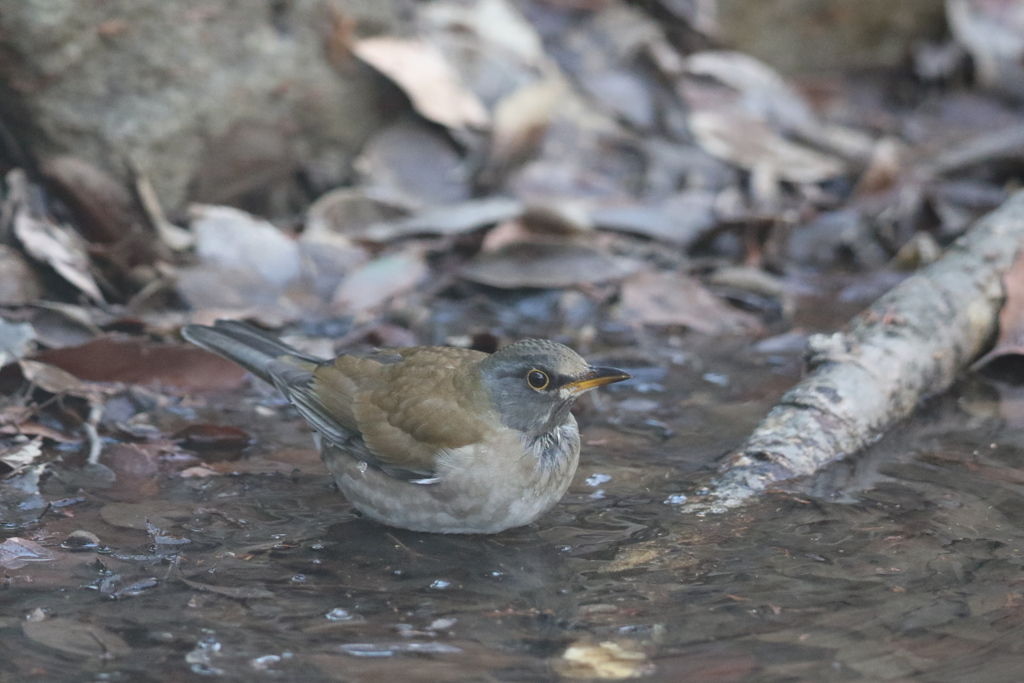 170115-4シロハラ♂の水浴び