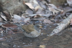 170115-4シロハラ♂の水浴び