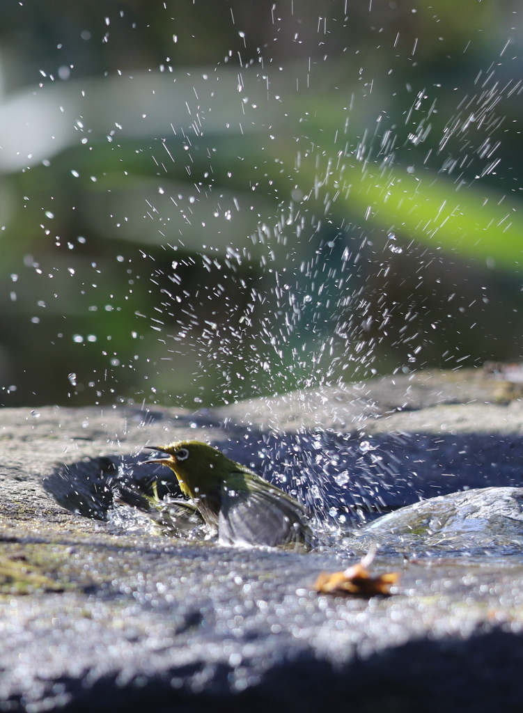 170107-10メジロの水浴び７