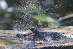 170107-18ヒヨドリの水浴び６