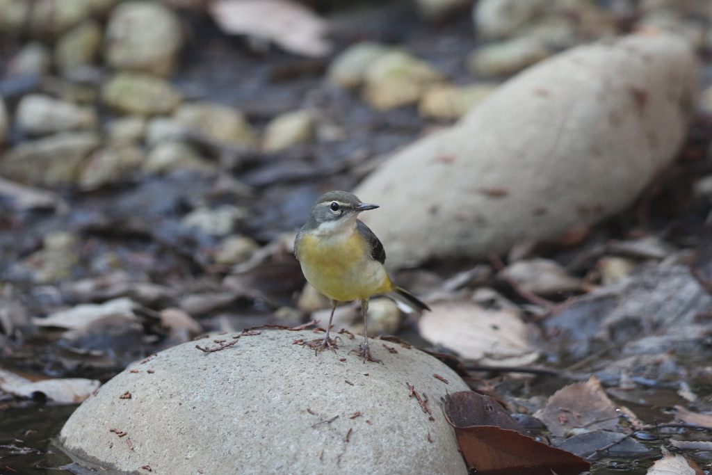 170102-6キセキレイ