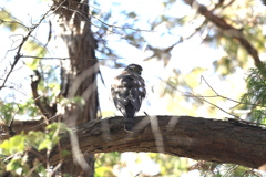 170126-6ツミ♀