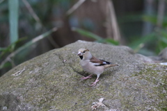 170116-2シメ♀