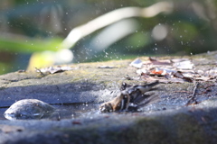 161218-20アトリの水浴び