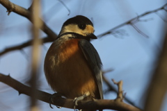 161223-5ヤマガラ