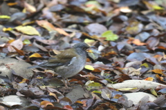 161126-3ペレットを吐き出すシロハラ♂（１／３）