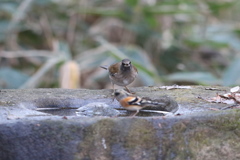 161218-2シロハラとアトリ