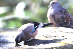 170126-17水を飲むカケスとキジバト