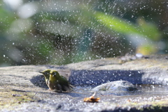 170107-8メジロの水浴び５