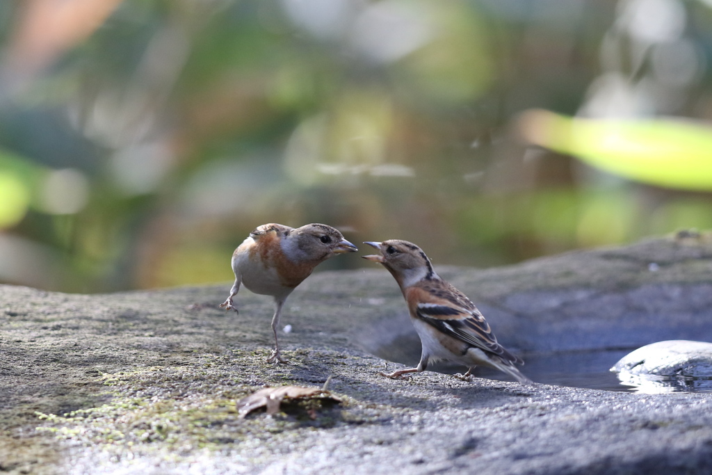 161219-23アトリの喧嘩（４／５）