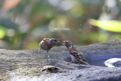 161219-23アトリの喧嘩（４／５）