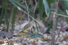 161218-42ルリビタキ♀