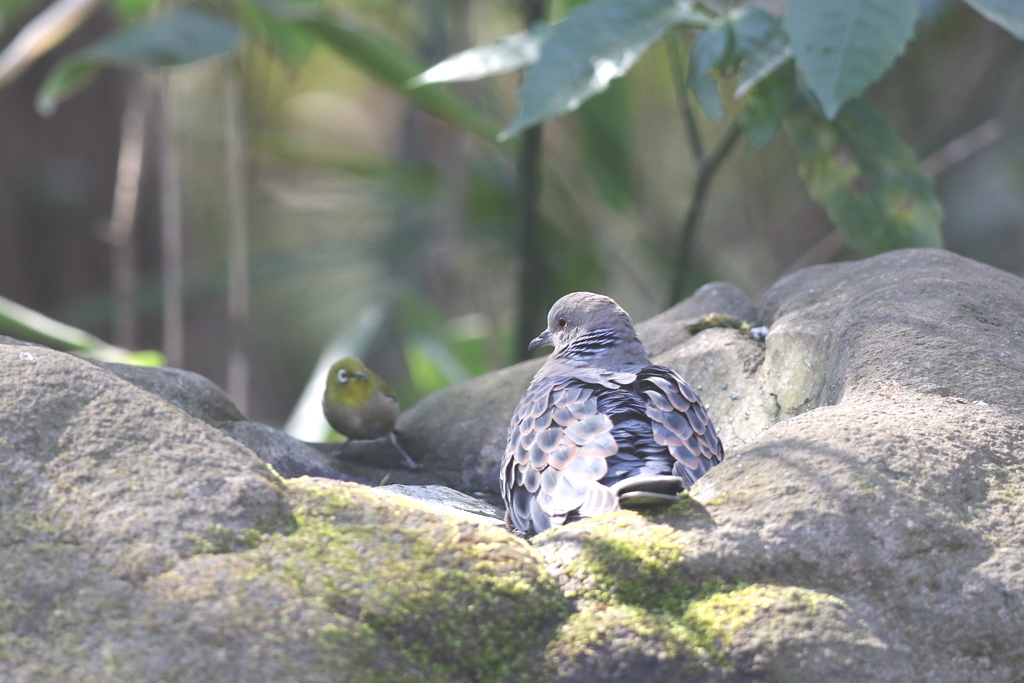 170130-15メジロ(左)とキジバト
