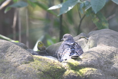 170130-15メジロ(左)とキジバト