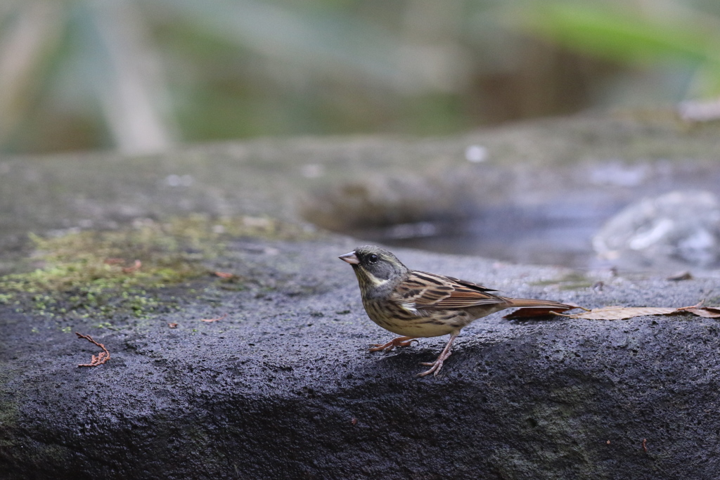 161204-17アオジ♂