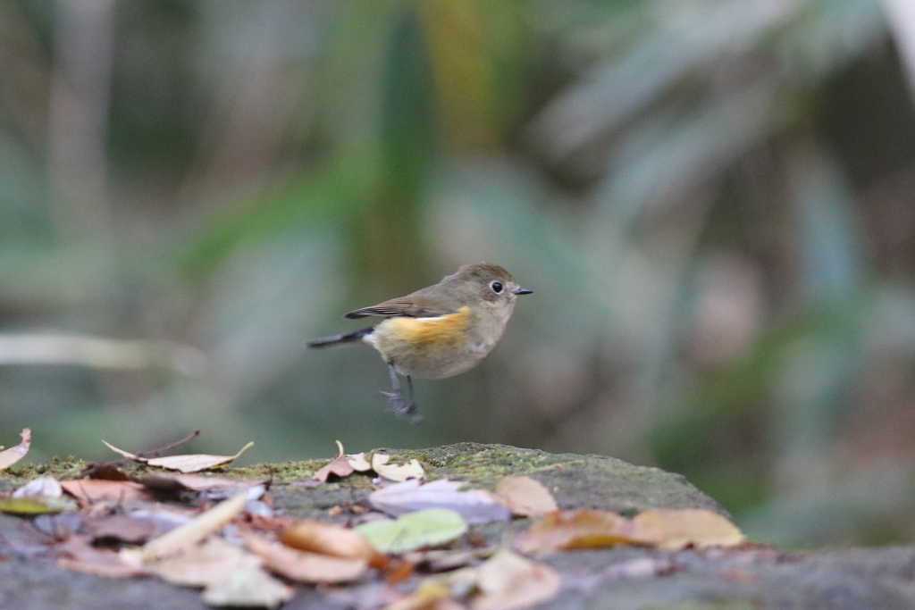 161206-9ヒョイ！・ルリ娘さん