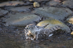170226-4ツミ♀の水浴び