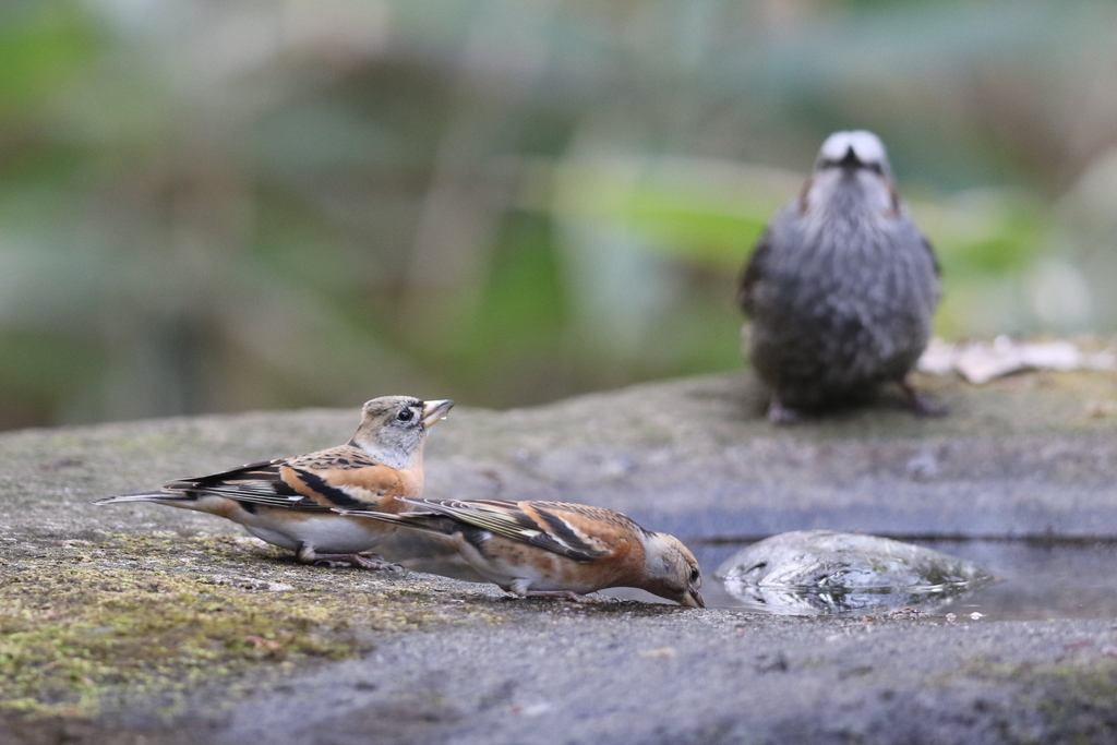 161220-5水を飲むアトリとヒヨドリ(右)