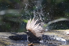 170107-16ヒヨドリの水浴び４