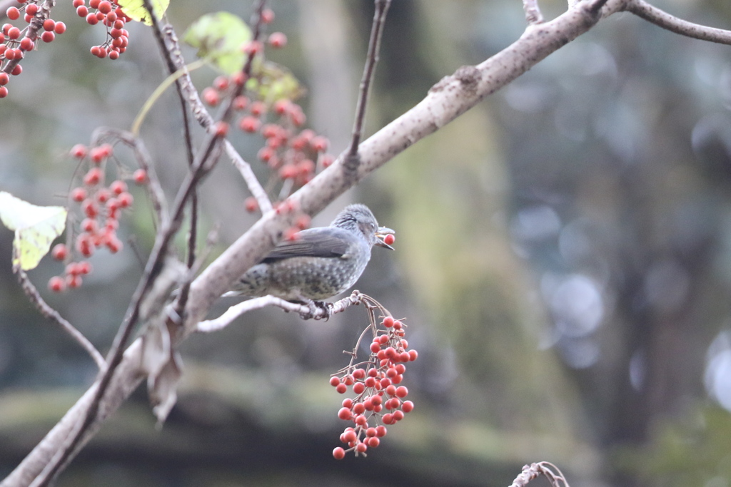 161204-7イイギリの実を食べるヒヨドリ（２／２）