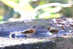 161208-７アトリの喧嘩（１／２）