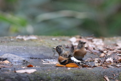 161207-10アトリの水浴び