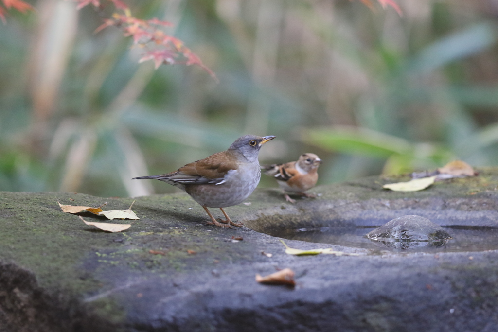 161206-7シロハラとアトリ