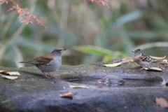 161206-5アトリ(右)とシロハラ