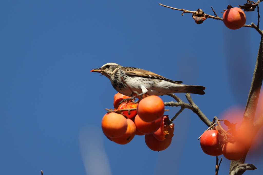 161211-7ツグミの食事（２／４）