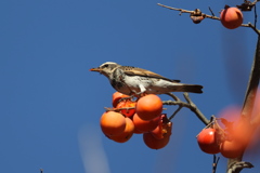 161211-7ツグミの食事（２／４）