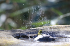 170212-7メジロの水浴び