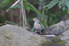 170207-4シメ♀