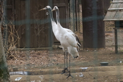 170301-2背比べ・タンチョウ(動物園)の幼鳥