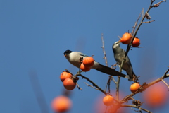 161221-7柿を食べるオナガ(左)とムクドリ
