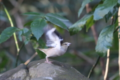 170222-5シメ♀の飛び出し（４／５）