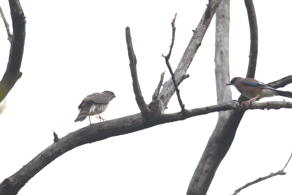 161121-4お互いに間合いを詰めていく・ツミとカケスのバトル（４／７）