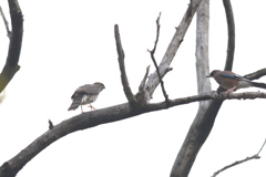 161121-4お互いに間合いを詰めていく・ツミとカケスのバトル（４／７）