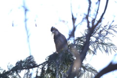 170110-2何を咥えているの？・カケス