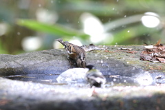 161130-16シジュウカラの水浴びと水を飲むアトリ