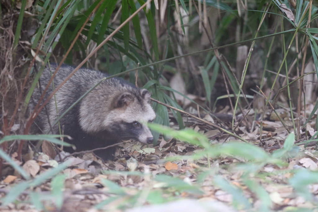 161204-36タヌキ
